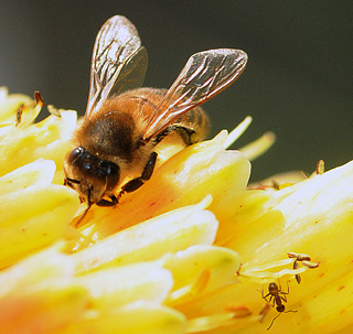 Bees Are Closer Genetic Relatives To Ants Than They Are Wasps